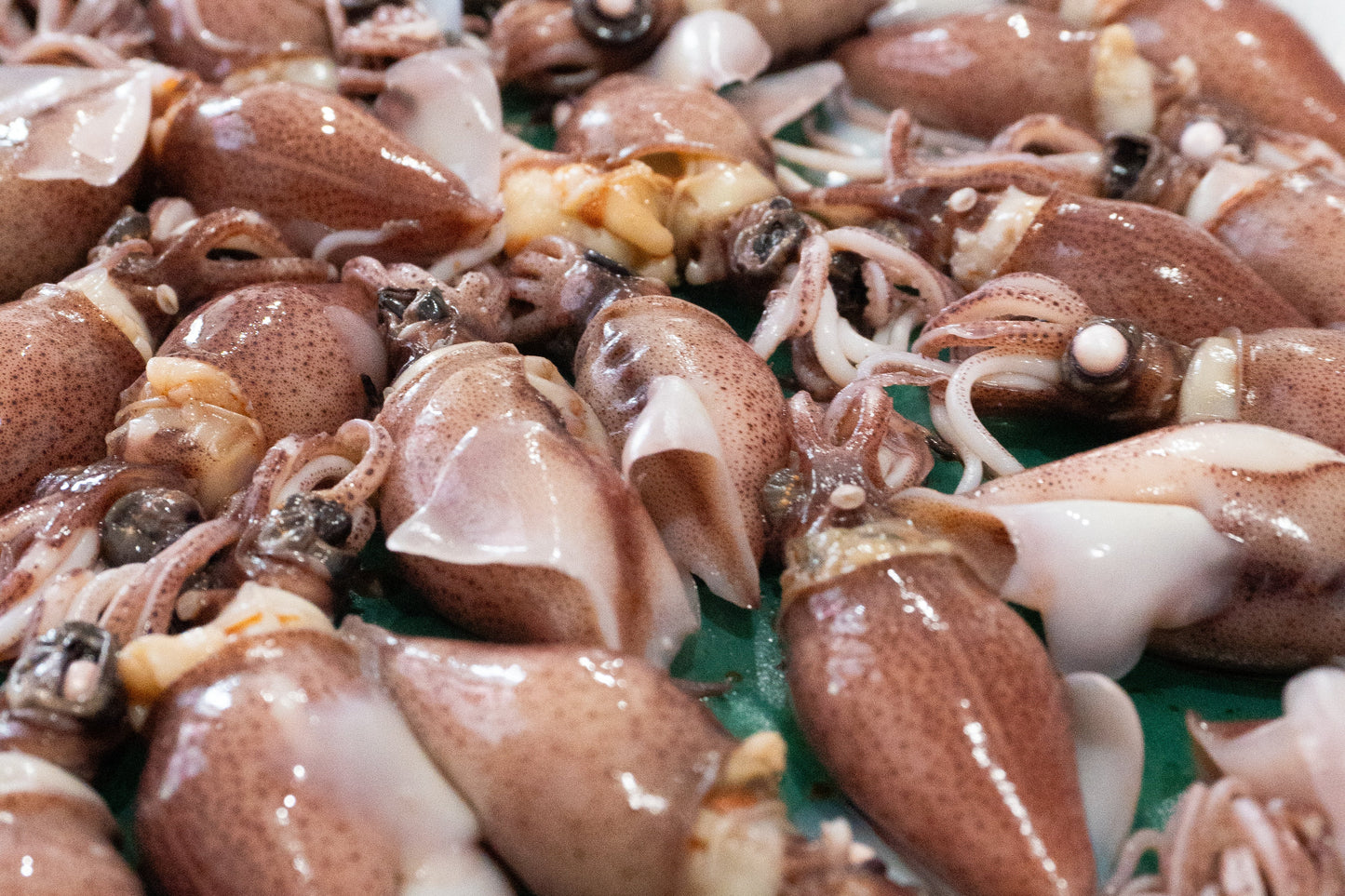 Hotaru Ika Firefly Squid Frozen 500g