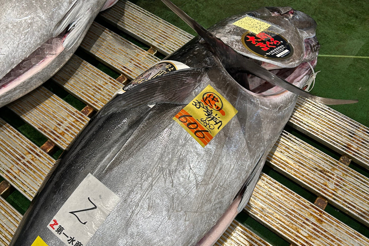 Japanese Bluefin Tuna Whole Nagasaki 150lb