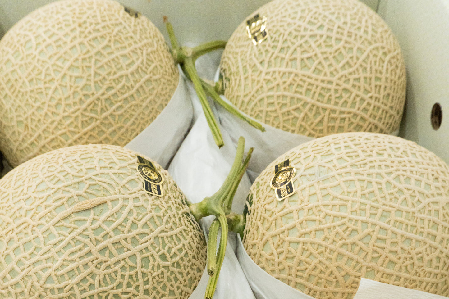 Premium Musk Japanese Melon TOSA 土佐 1.4kg