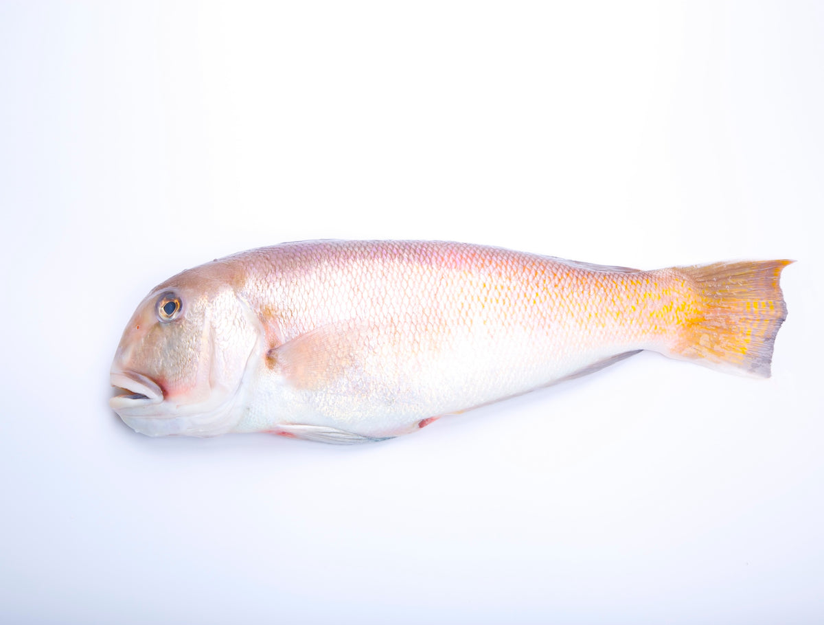 Shiro Amadai White Tilefish Japan 2.2lb