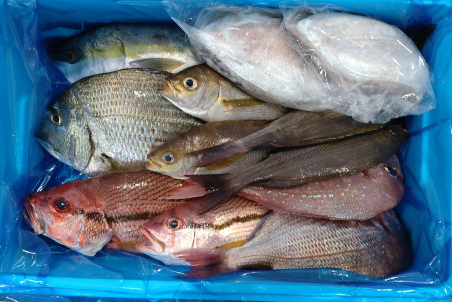 Omakase Hokkaido Fish Box