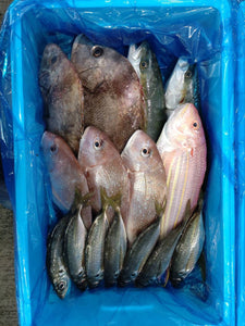 Omakase Hokkaido Fish Box