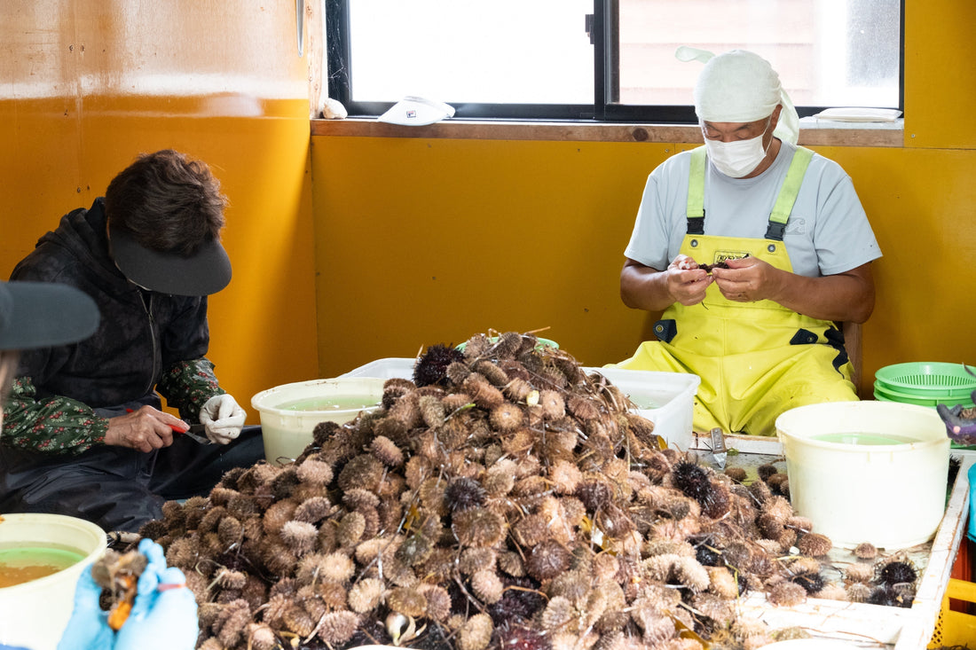 The Uni Harvesting Process in Hokkaido: Part 2