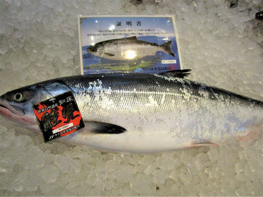 Keiji - The Phantom Salmon