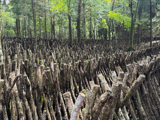 Why Oita Matters: Shiitake, Spring Water, and the Future of Local Japan