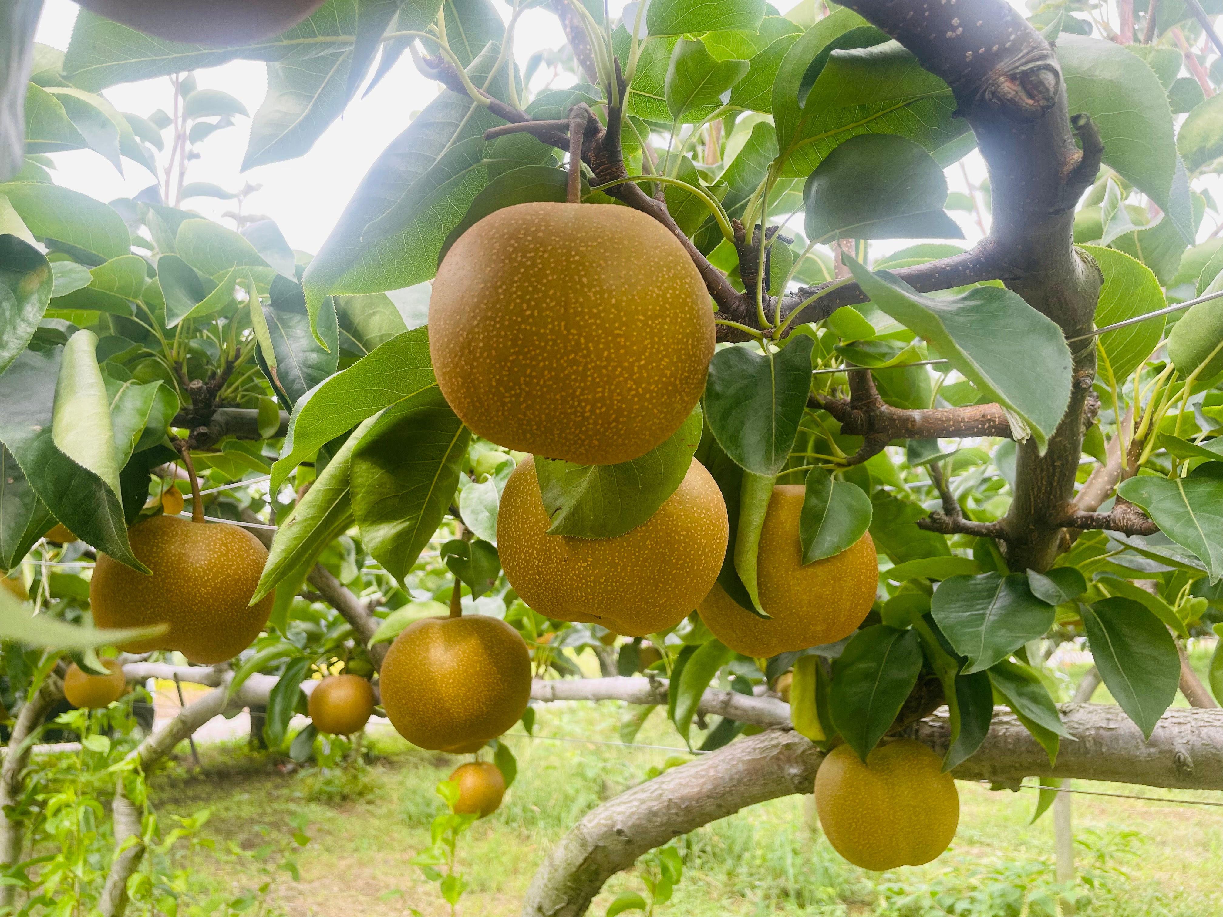 Discovering Niigata’s Japanese Pears: A Taste of Tsuchida Nouen ...