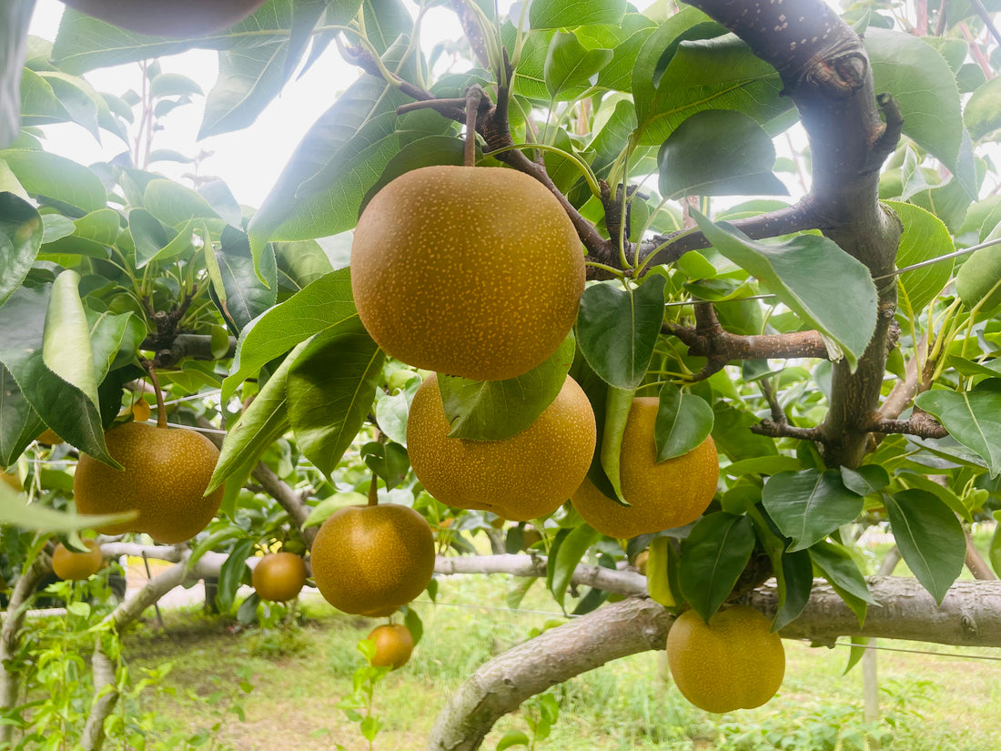 Discovering Niigata’s Japanese Pears: A Taste of Tsuchida Nouen