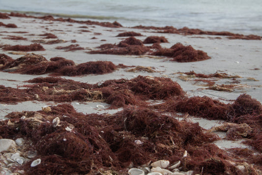 Red Tide Situation in Hokkaido and Impact on Uni Supply