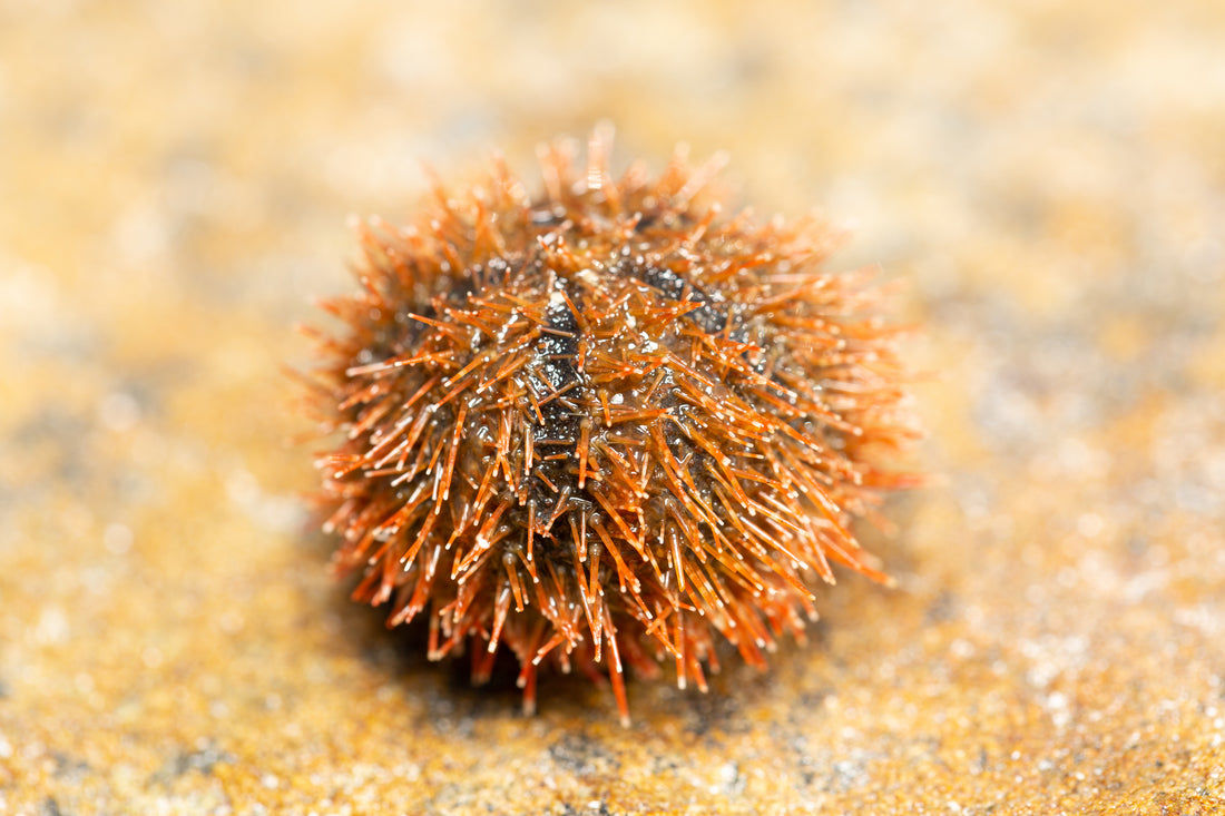 Bafun Uni 馬糞雲丹