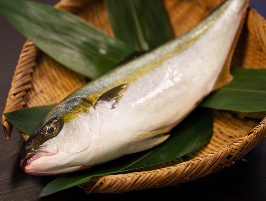 Hiramasa Yellowtail Kingfish Whole 10lb