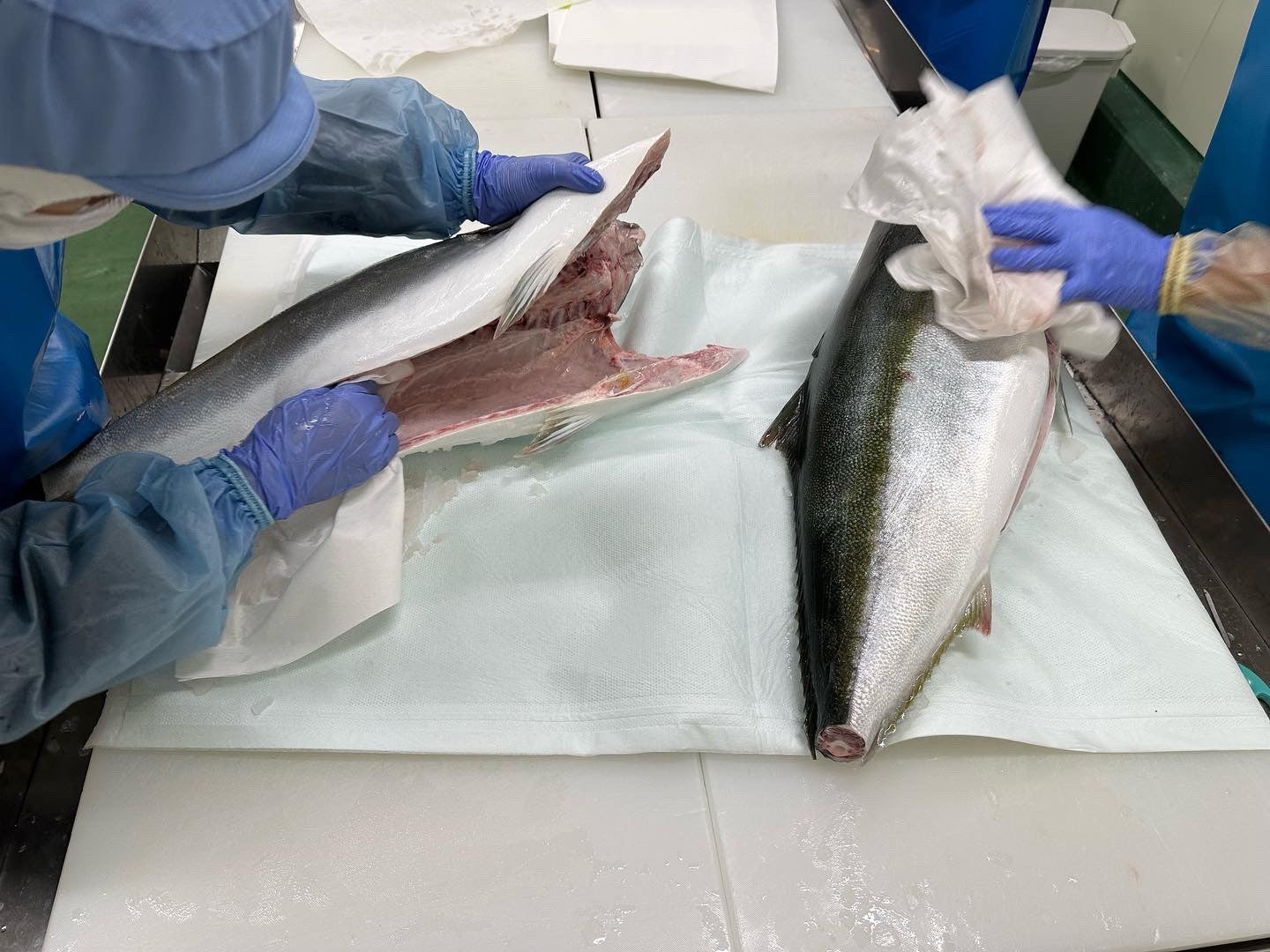 Hamachi Round Sashimi Grade 10lbs