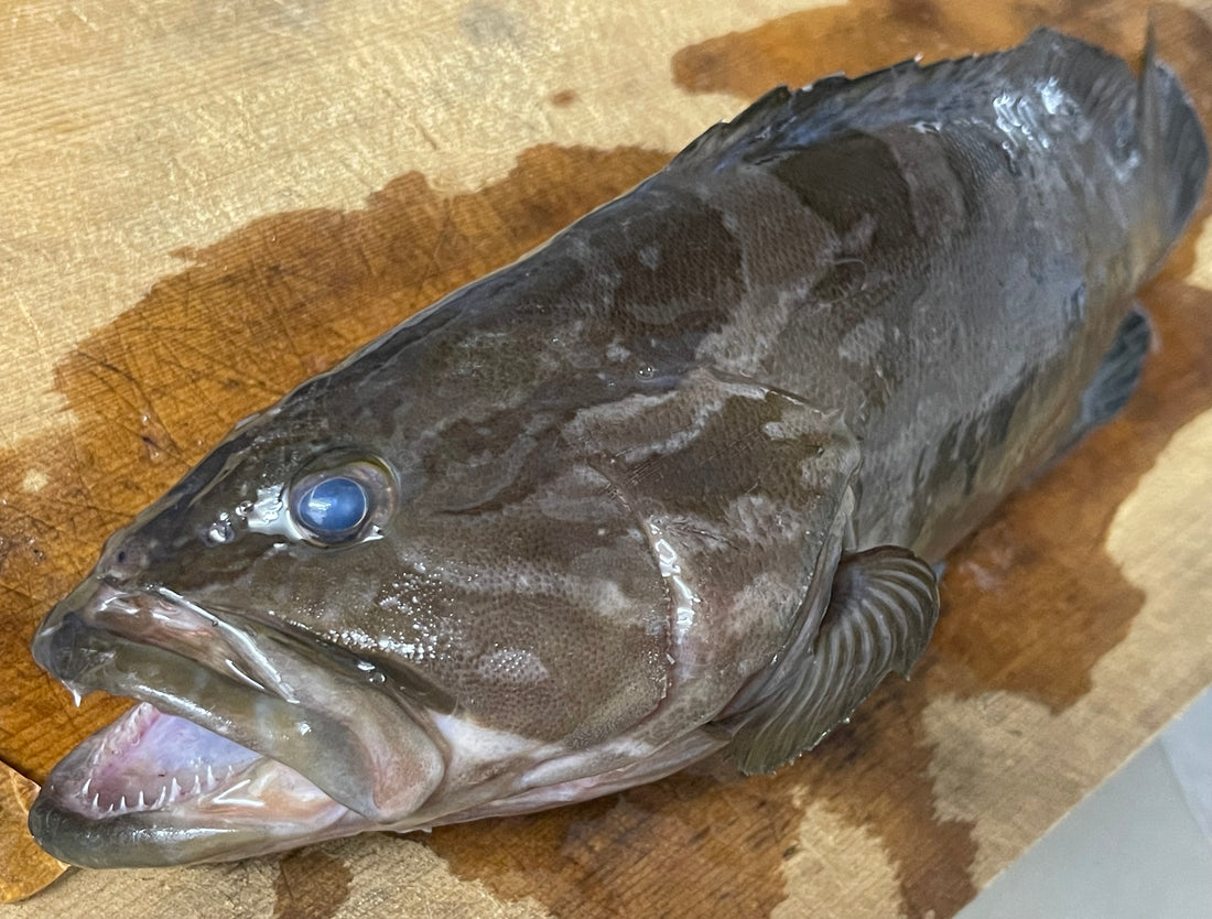 Kue Grouper – Hokkaido Uni Shop