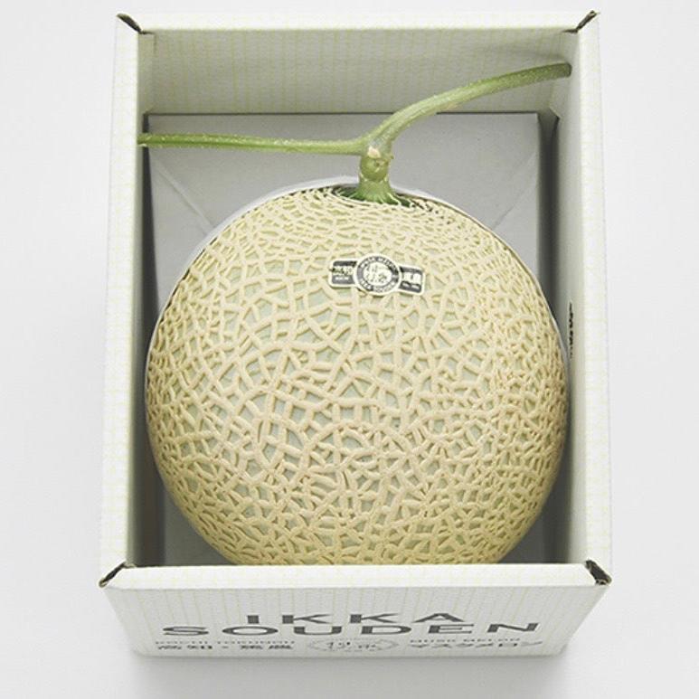 Premium Musk Japanese Melon TOSA 土佐 1.4kg