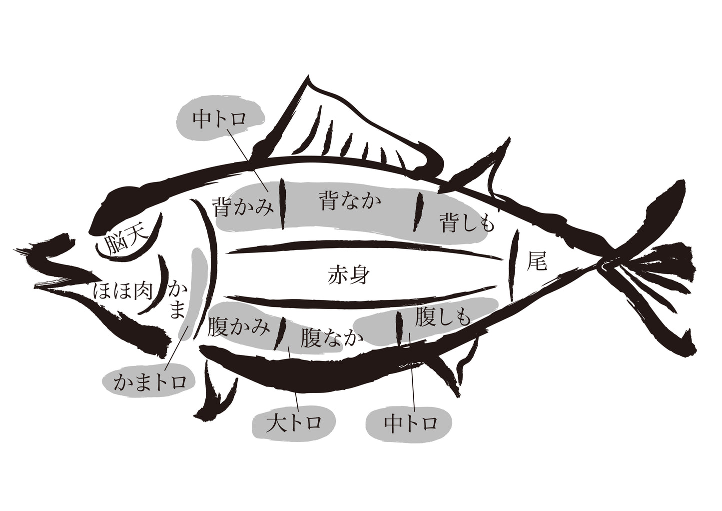 Bluefin Tuna Japan "Nagasaki" Whole