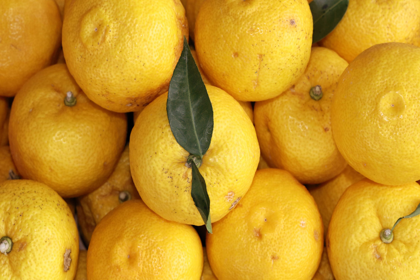 Yuzu Japanese Citrus Kochi 3pc