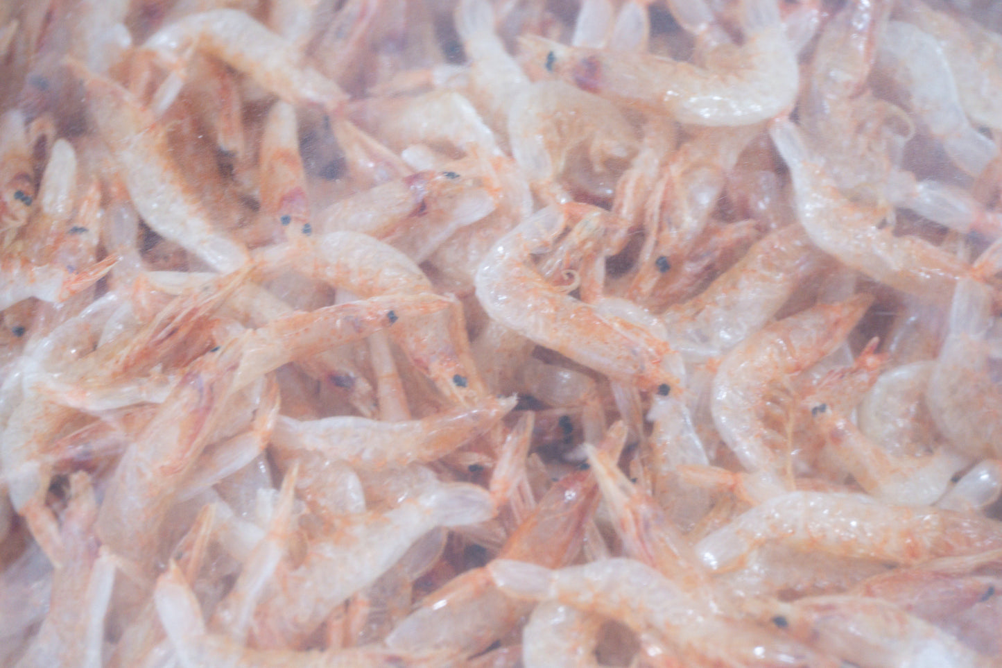 Sakura Ebi Shrimp 500g