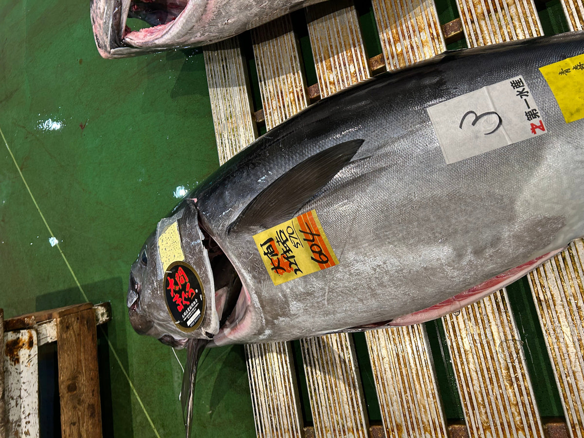 Japanese Bluefin Tuna Whole Nagasaki 150lb