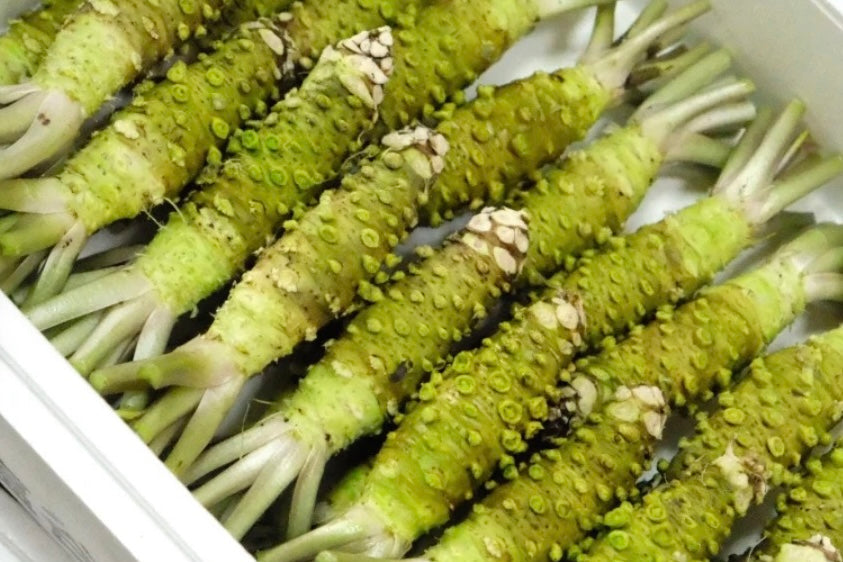 liii　わさび Ikadaba Hon Wasabi Root AAA | Fresh Japanese Wasabi Japan