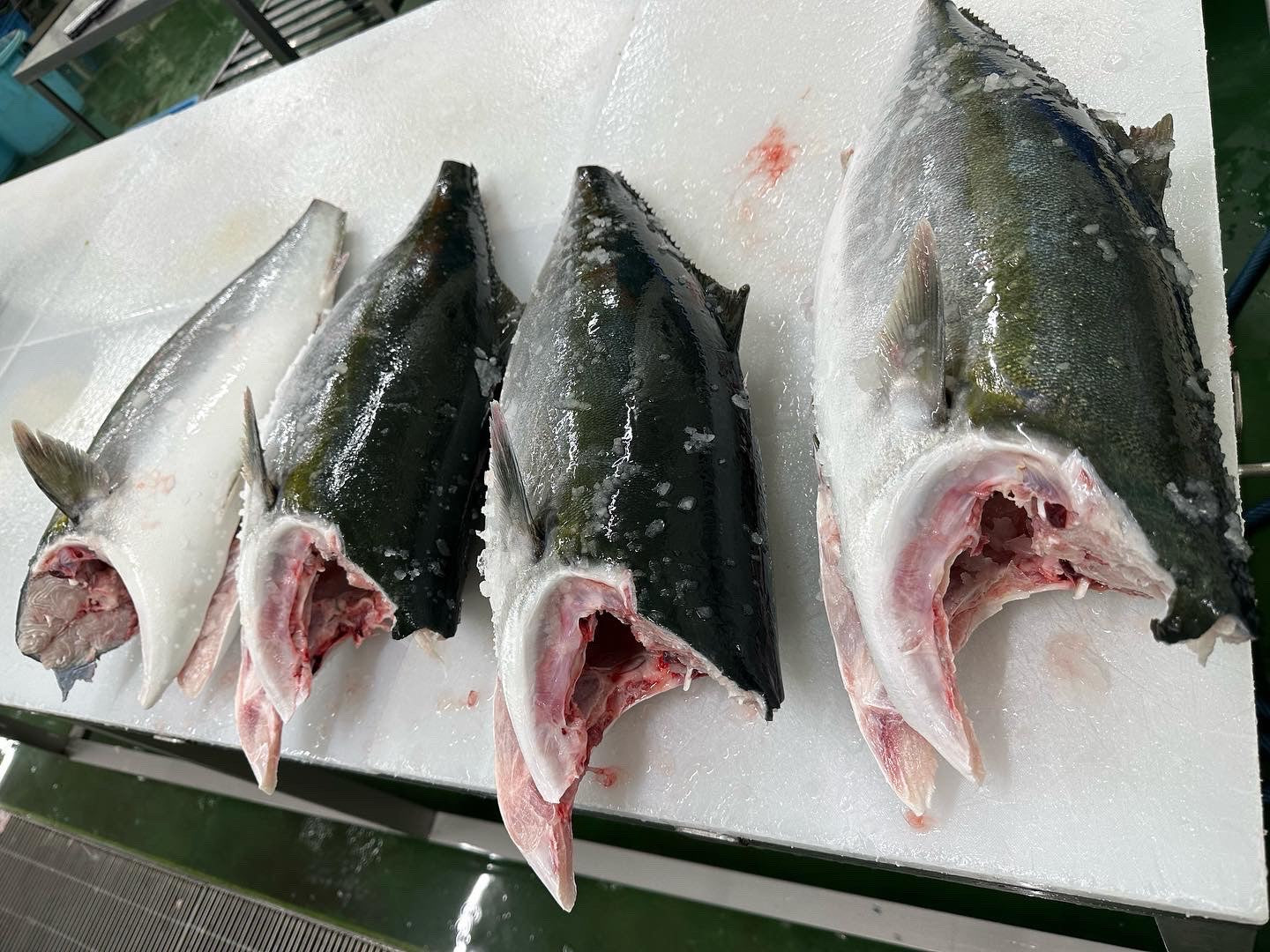 Premium Fresh Hamachi Fillet 3.50lbs