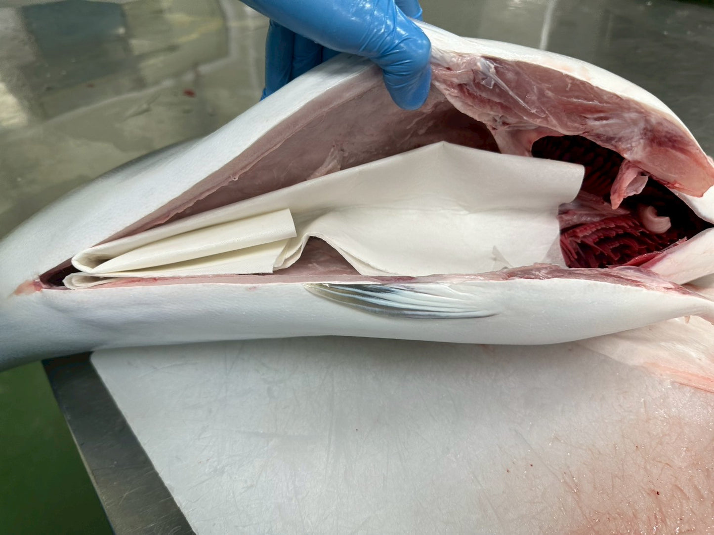 Premium Fresh Hamachi Fillet 3.50lbs