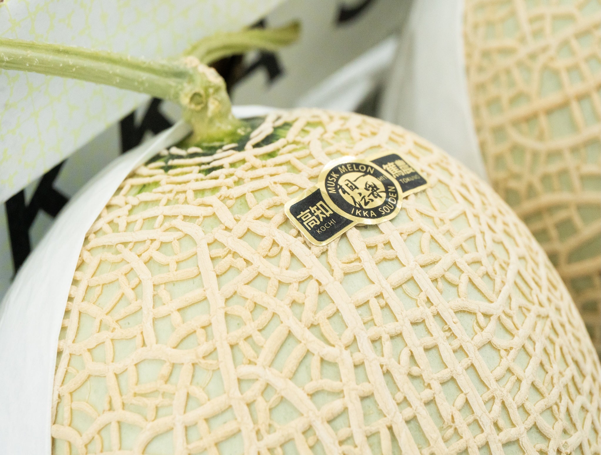 Premium Musk Japanese Melon TOSA 土佐 1.4kg – Hokkaido Uni Shop