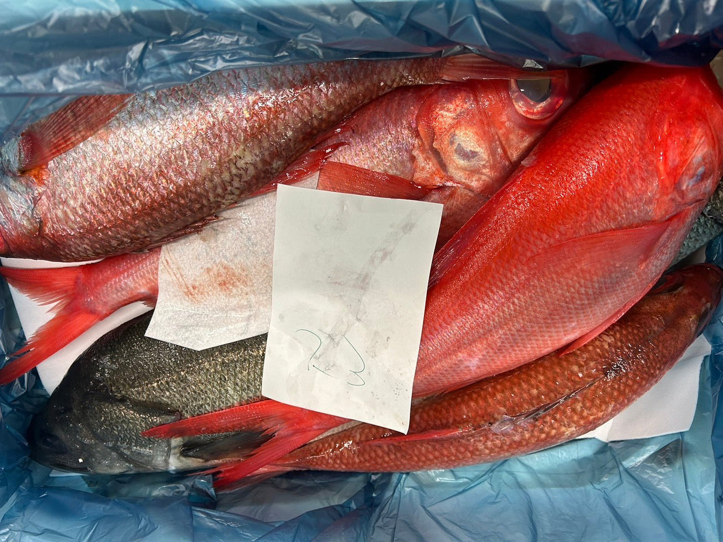 Popular Red Fish Assortment Set