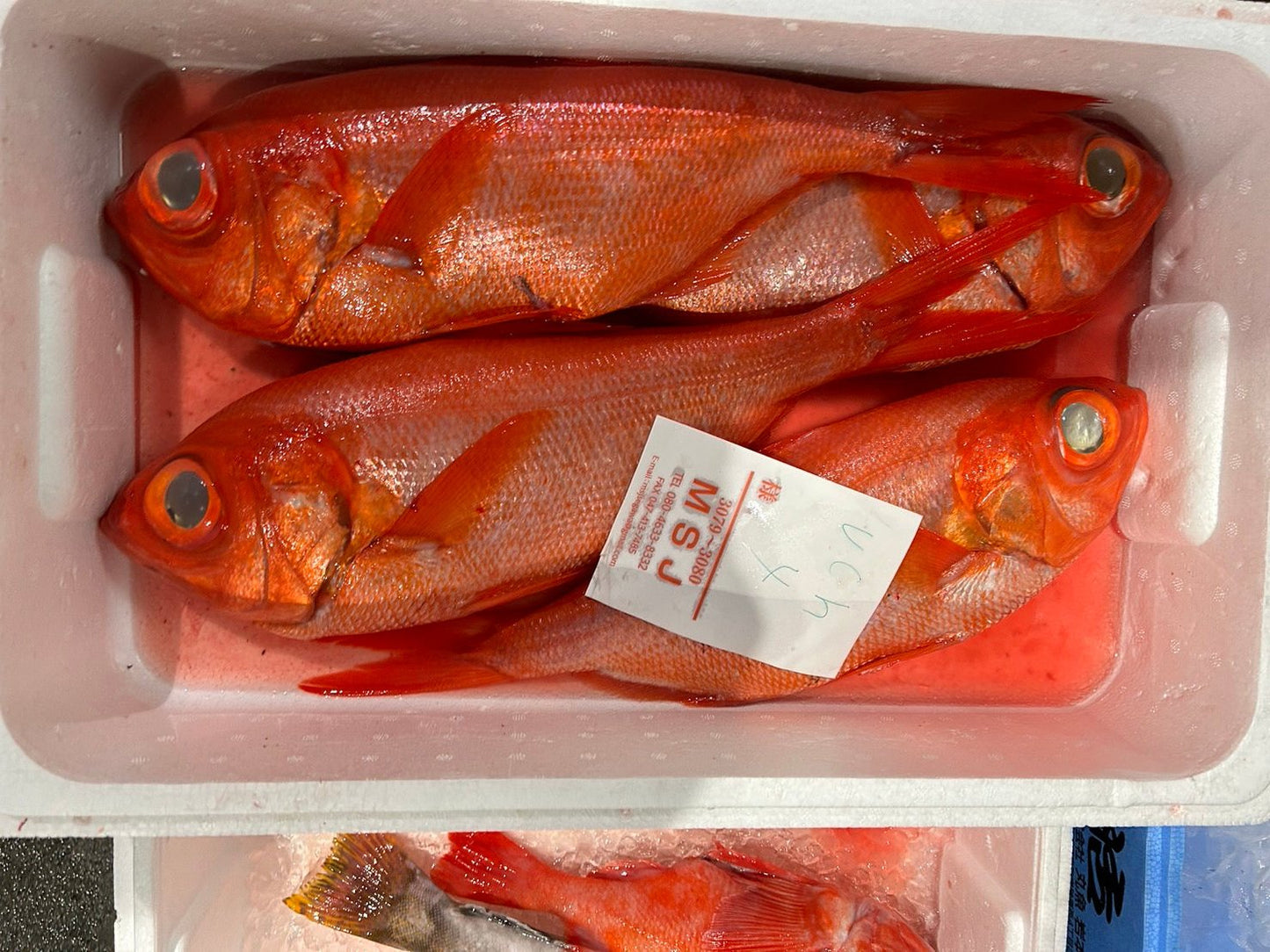 Popular Red Fish Assortment Set