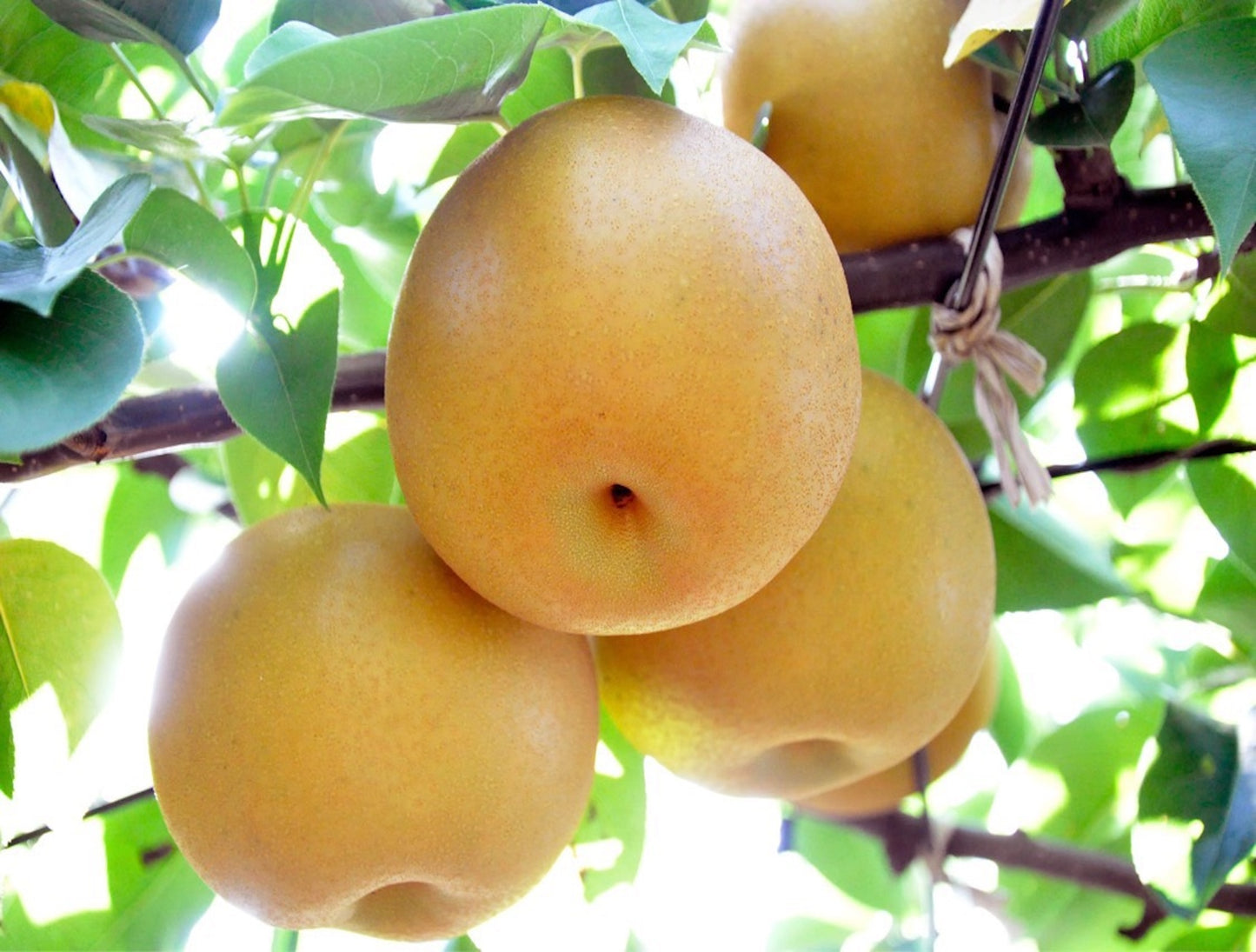 Japanese Pear "Aki Zuki"  500g