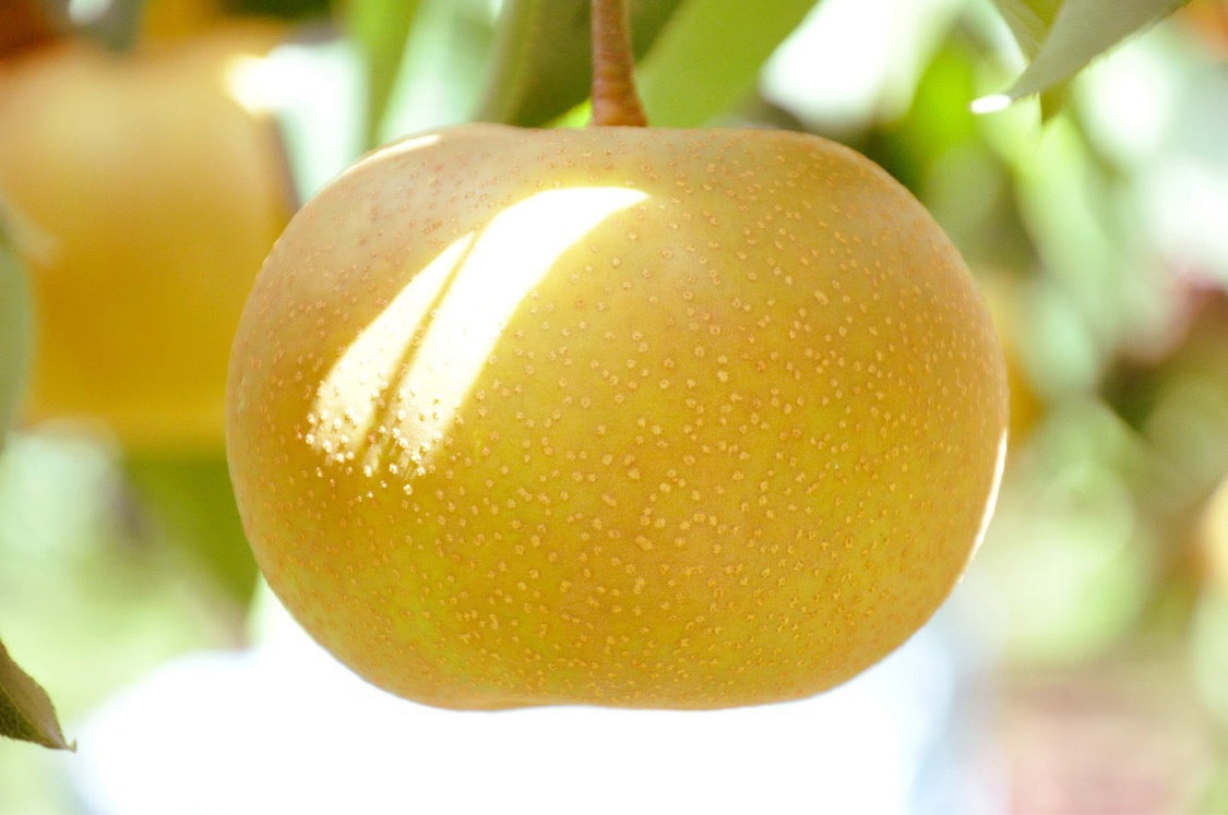 Japanese Pear "Aki Zuki"  500g