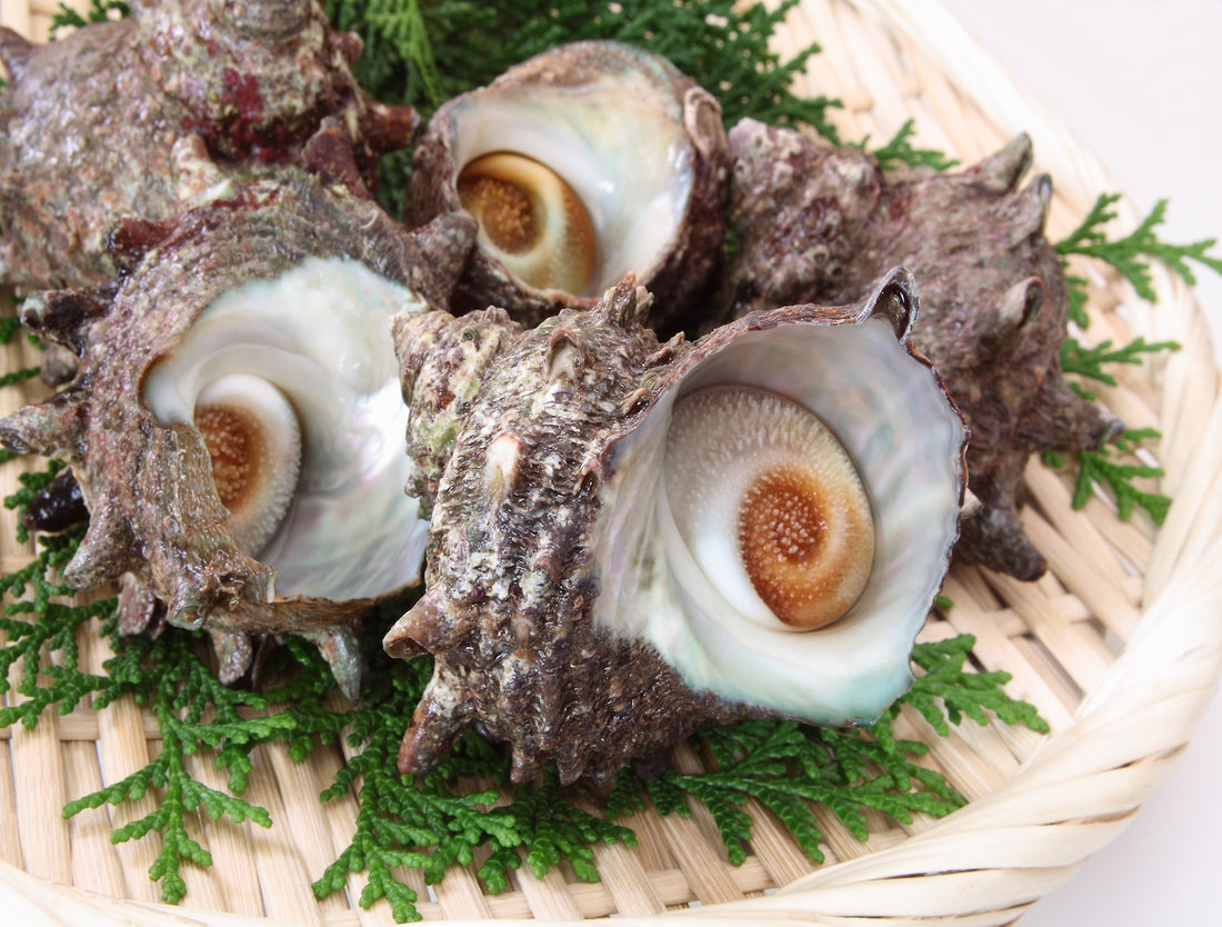 Sazae Turban Shell 6pcs – Hokkaido Uni Shop
