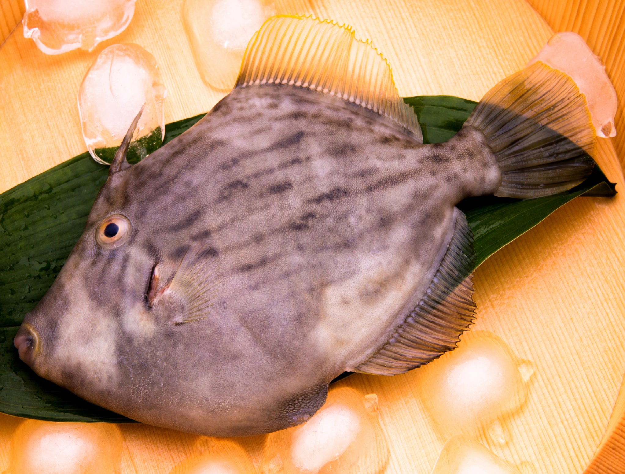 Japanese Filefish Kawahagi Filefish 300g | Japanese Filefish Sashimi Grade – Hokkaido Uni ...