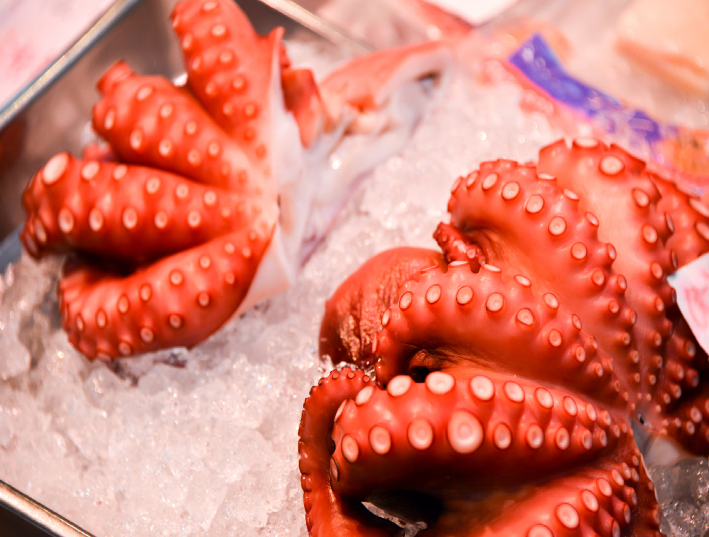 Hokkaido Fresh Octopus (Sashimi Quality) 1kg