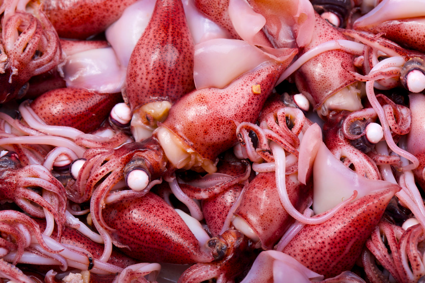 Fresh Hotaru Ika (Firefly Squid) 300g