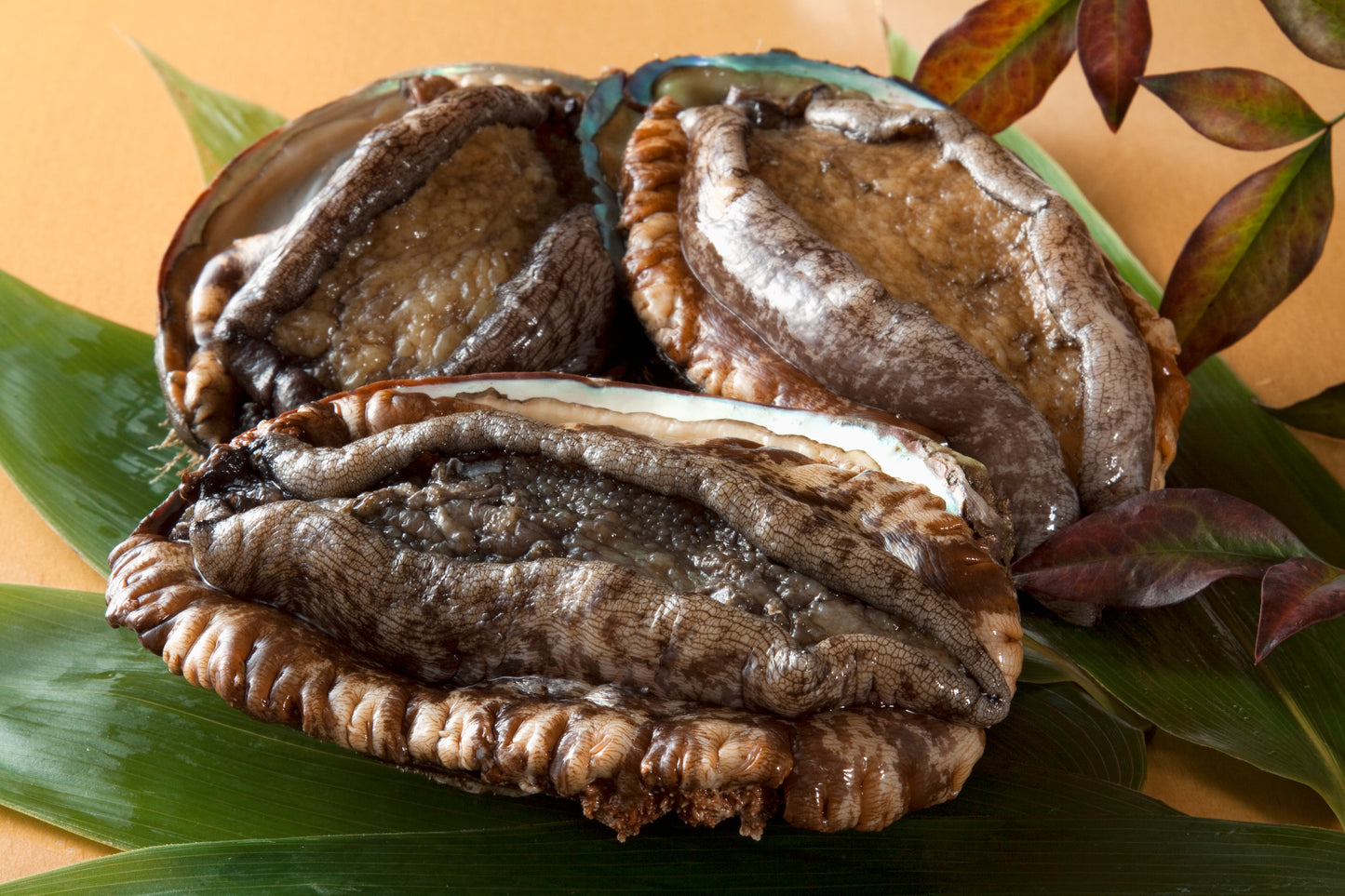Frozen Boiled Abalone without Shell 10pc