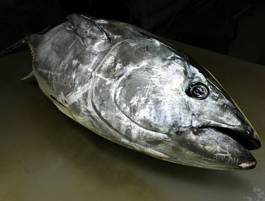 Bluefin Tuna Japan "Nagasaki" Whole