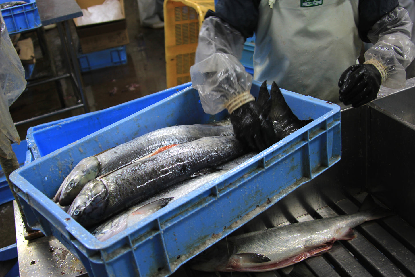 Aki Sake Chum Salmon Hokkaido 10lbs