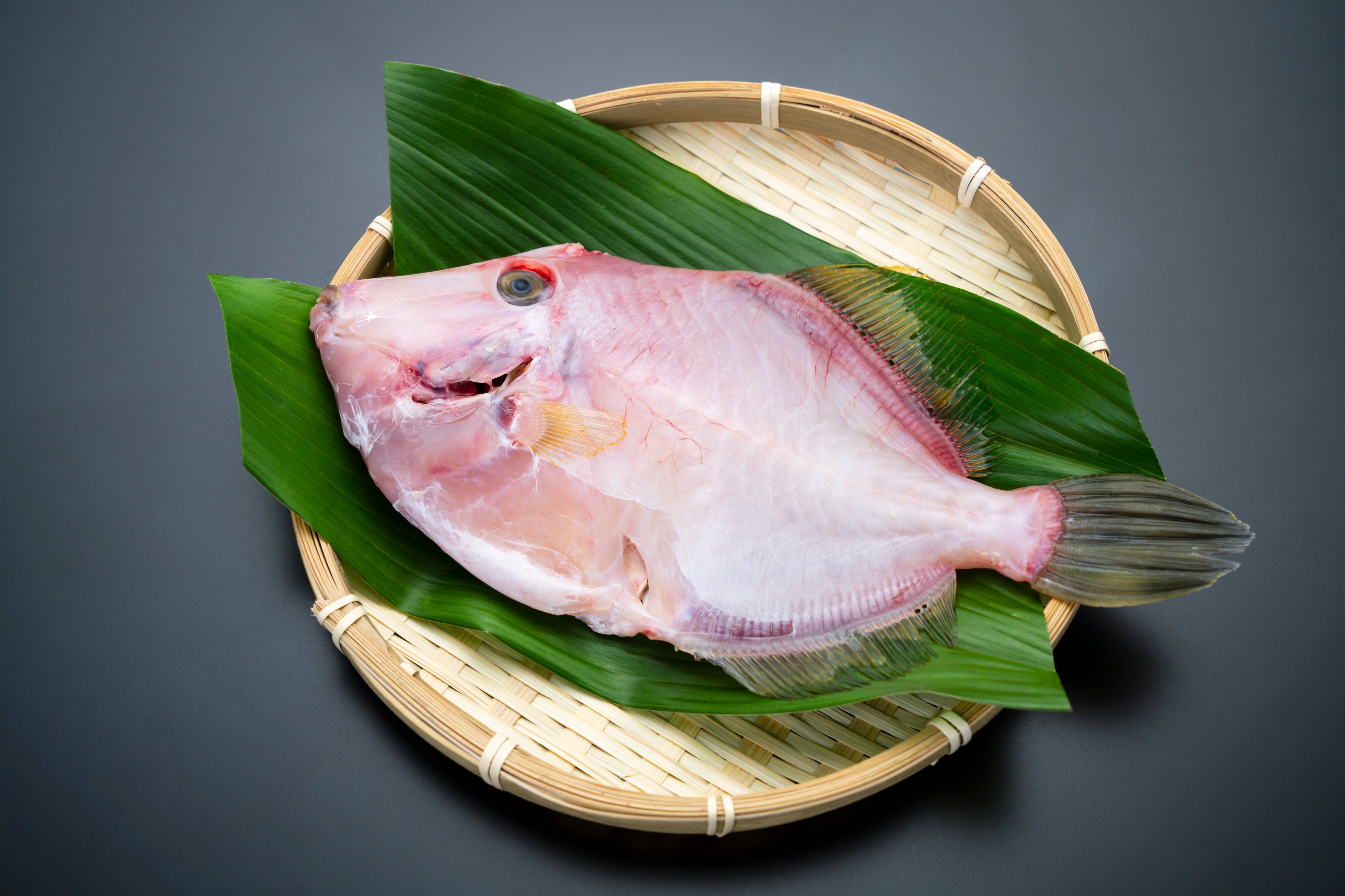 Japanese Filefish FILEFISH(KAWAHAGI) – Hokkaido Uni Shop