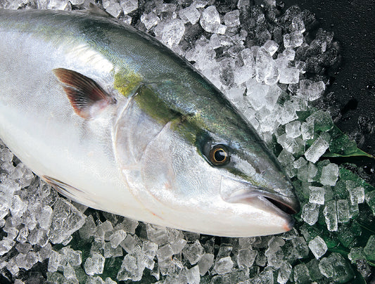 Fresh Hamachi Round (Sashimi Quality)