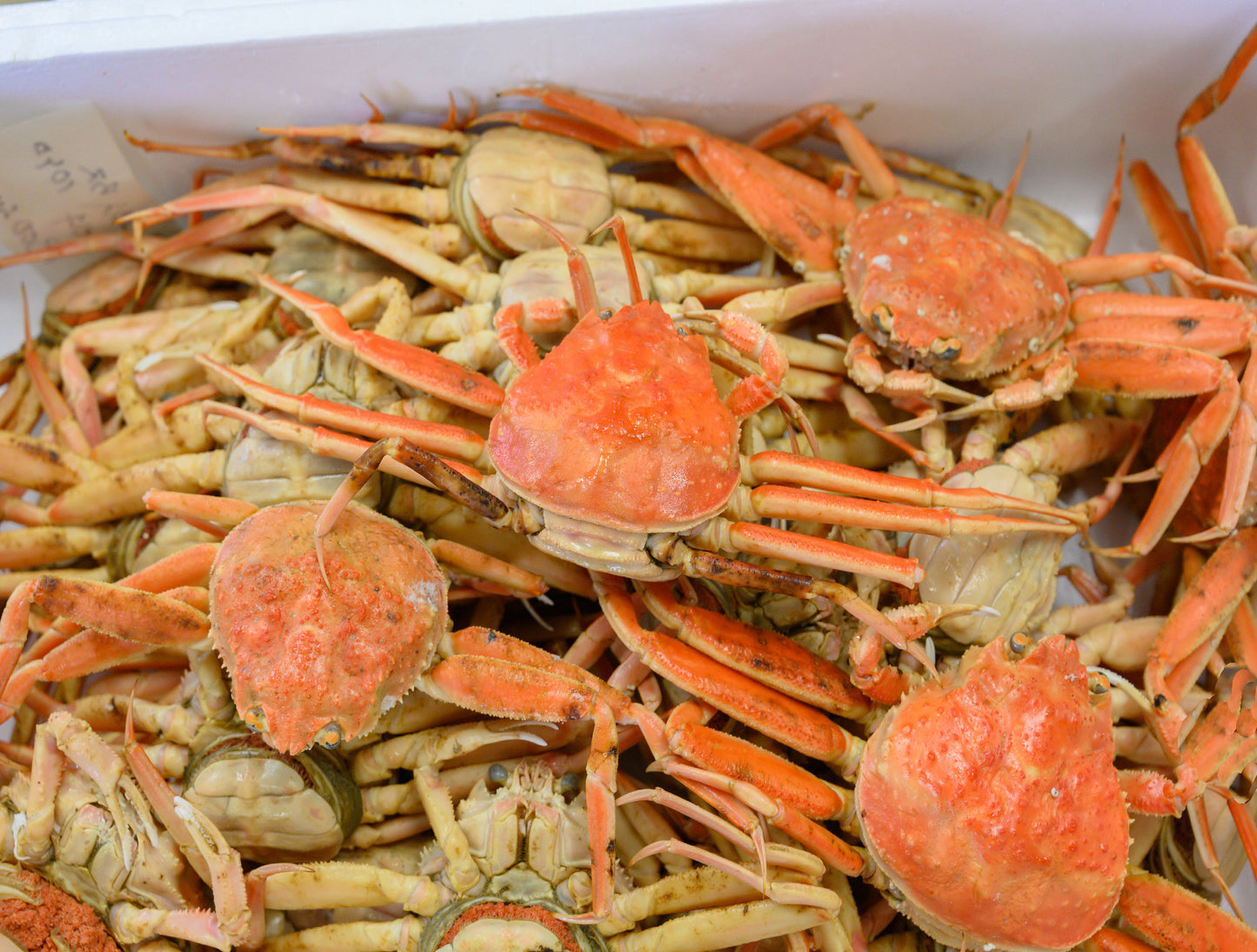 Seiko Gani (Snow Crab)