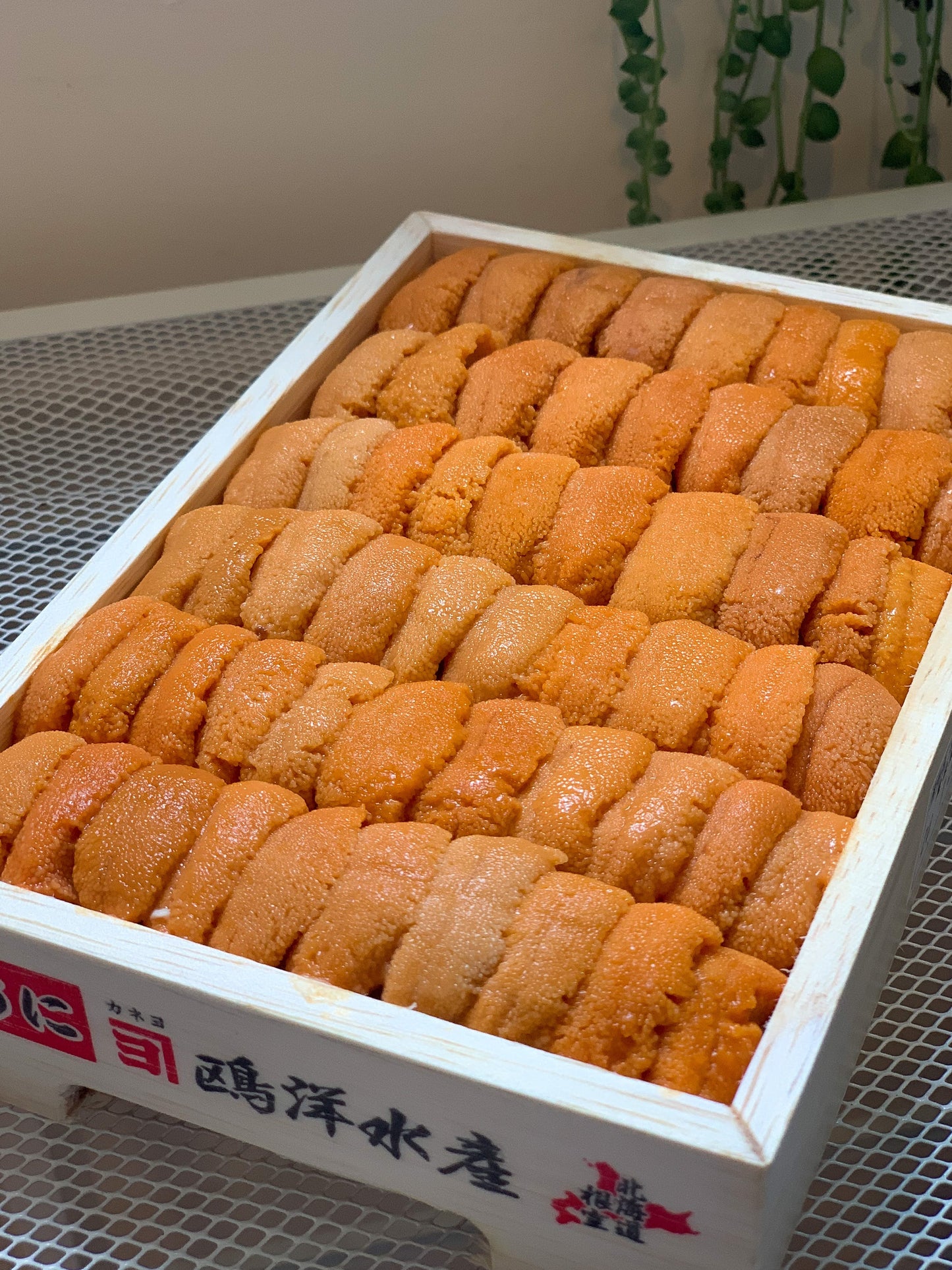 Jo A+ Japanese Uni (上) 250g