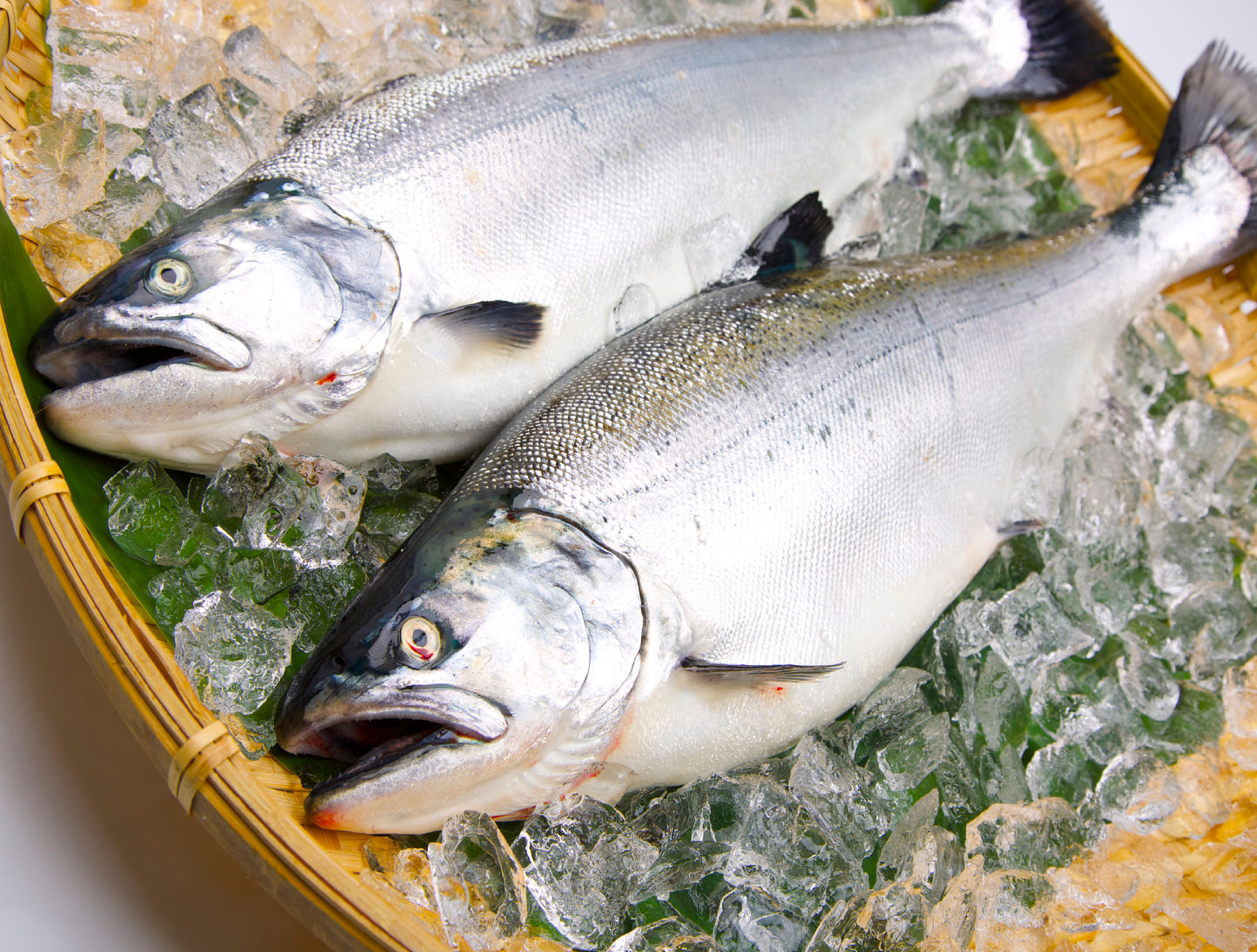 Sakura Masu (Cherry Trout) 5.5 lbs